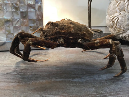 Vintage 1960s Taxidermy Spiny Crab 8"