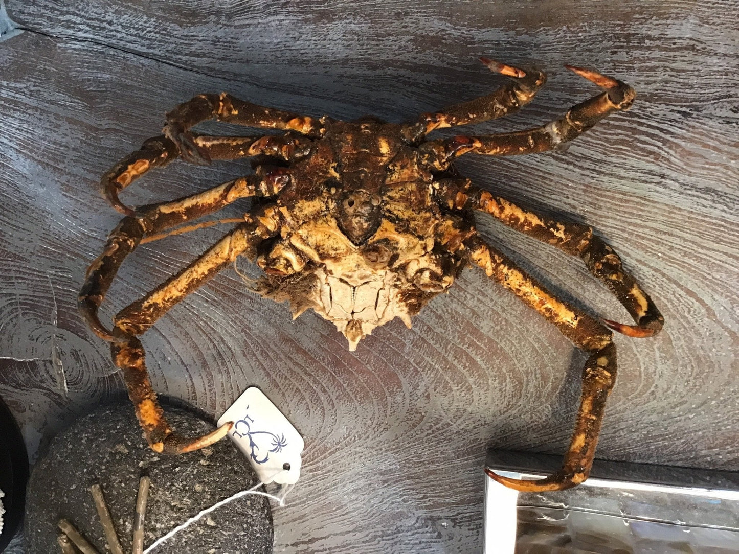 Vintage 1960s Taxidermy Spiny Crab 8"