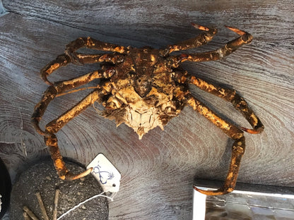 Vintage 1960s Taxidermy Spiny Crab 8"