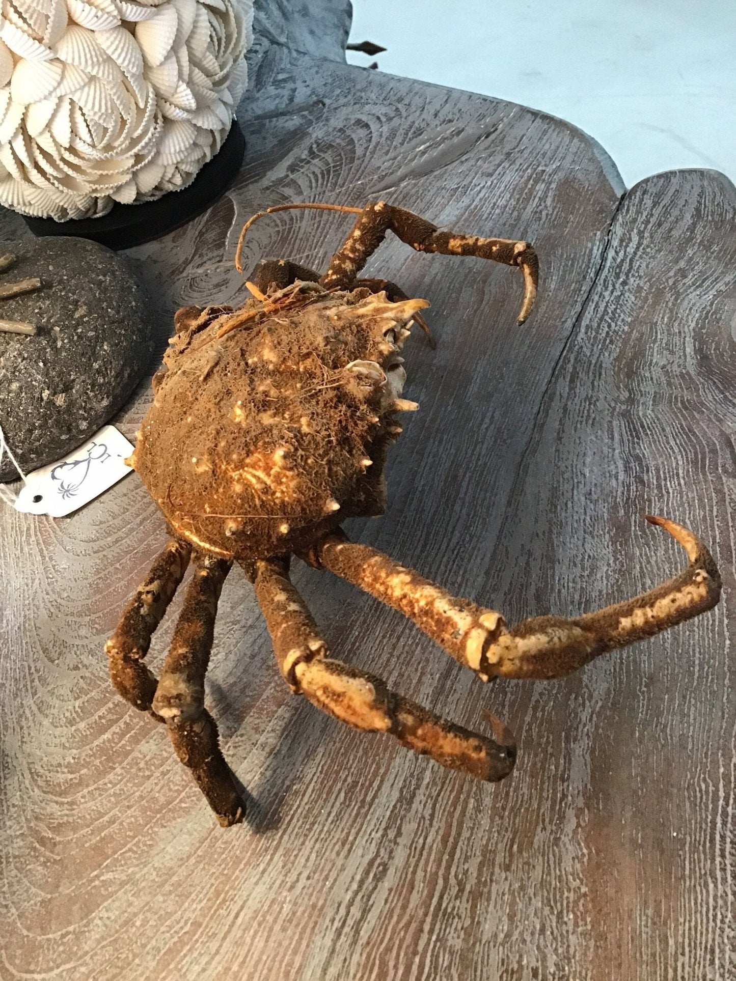 Vintage 1960s Taxidermy Spiny Crab 8"