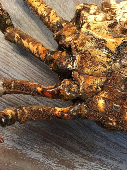 Vintage 1960s Taxidermy Spiny Crab 8"