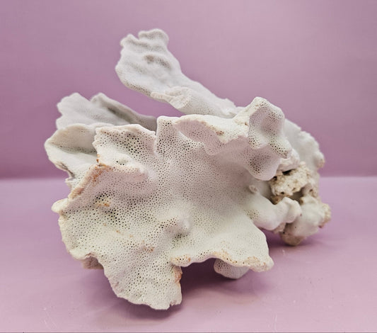 Vintage Blue Ridge Coral -6"x5.5" Natural Coastal Décor Accent