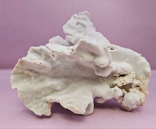 Vintage Blue Ridge Coral -6"x5.5" Natural Coastal Décor Accent