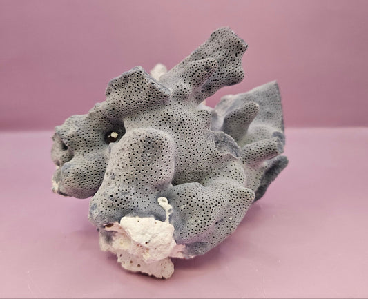 Vintage Blue Ridge Coral - 7.5"x4.5" Natural Coastal Décor Accent