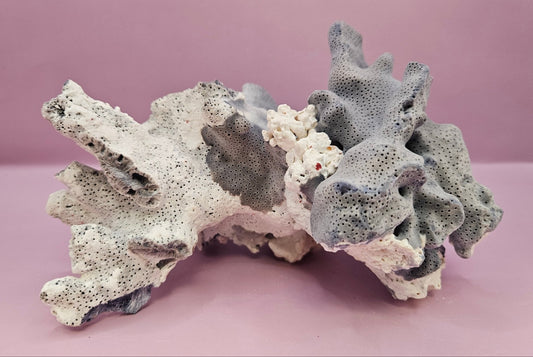 Vintage Blue Ridge Coral - 7.5"x4.5" Natural Coastal Décor Accent