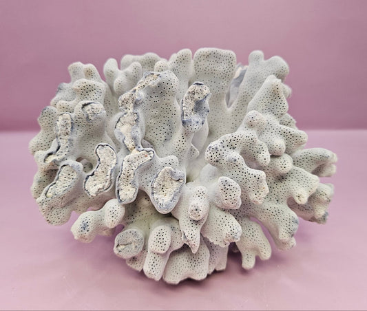 Vintage Blue Ridge Coral - 7.5"x6.5" Natural Coastal Décor Accent