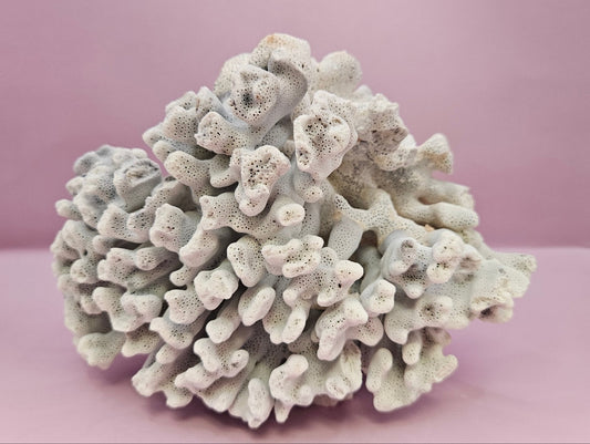 Vintage Blue Ridge Coral - 7.75"x5.5" Natural Coastal Décor Accent