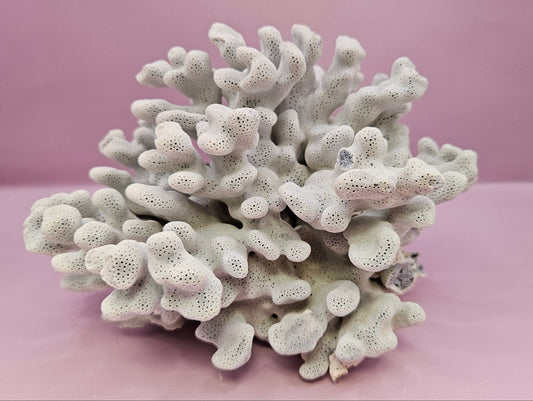 Vintage Blue Ridge Coral - 7"x5.5" Natural Coastal Décor Accent