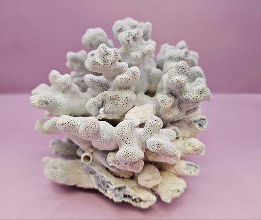 Vintage Blue Ridge Coral - 7"x5.5" Natural Coastal Décor Accent