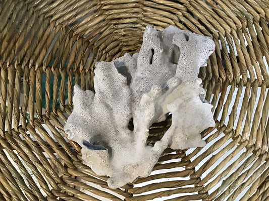 Vintage Blue Ridge Coral- 9.75"