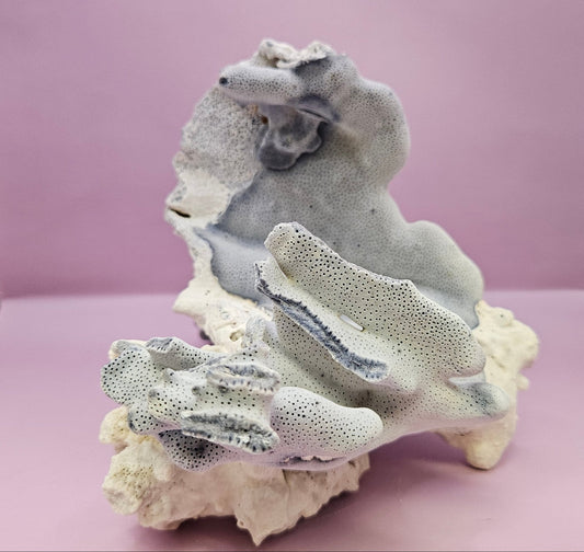 Vintage Blue Ridge Coral - 9.75"x6" Natural Coastal Décor Accent