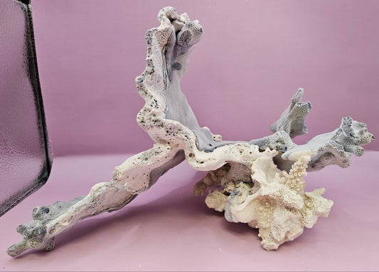 Vintage Blue Ridge Coral - 9.75"x6" Natural Coastal Décor Accent