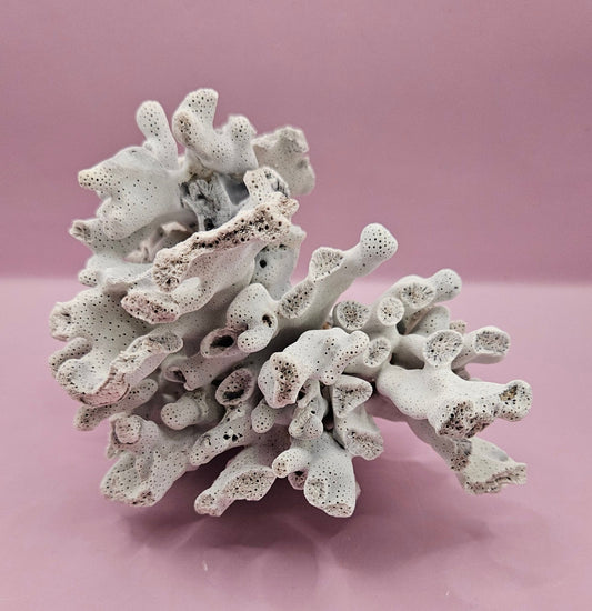 Vintage Blue Ridge Coral Specimen - Natural Decorative Piece (6.5x4.5x4.5")