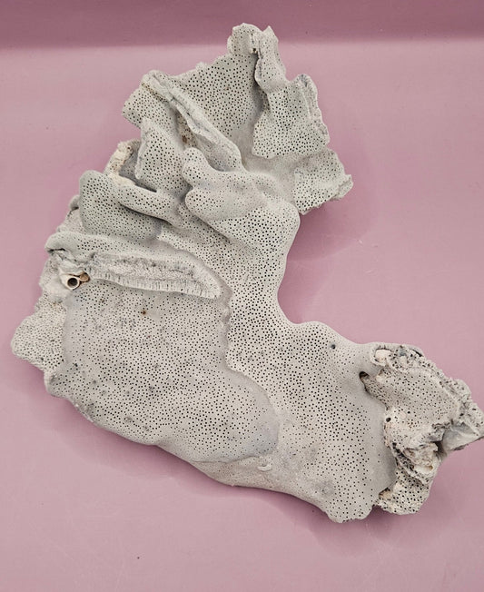 Vintage Blue Ridge Coral Specimen - Natural Decorative Piece (8"x7.5"x2.8")