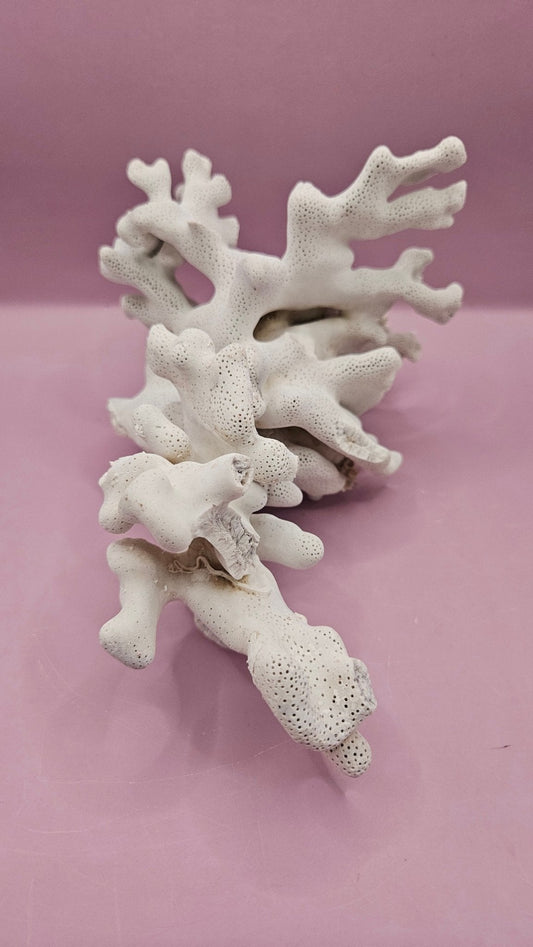 Vintage Blue Ridge Coral Specimen - Natural Decorative Piece (9.5x5x4.5)