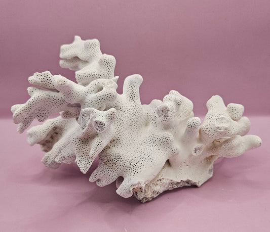 Vintage Blue Ridge Coral Specimen - Natural Decorative Piece (9.5x5x4.5)