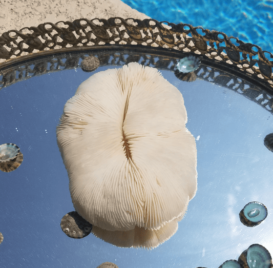 Real Vintage Bone White Slipper Coral- Oblong Shape- Coastal Display