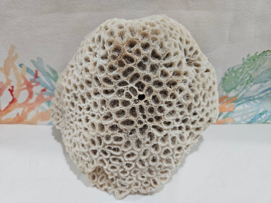 Vintage Brain Coral Display – Diploria labyrinthiformis 8" Coastal Textural Accent