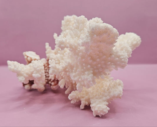 Vintage Brownstem Coral – Natural Coastal Marine Display Piece (7.5" x 7.5")