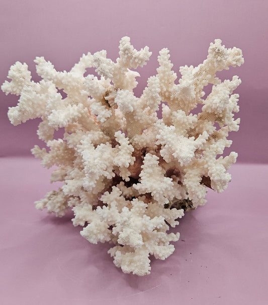 Vintage Brownstem Coral - Natural Decorative Specimen (10.5"x9"x6")