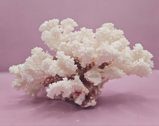 Vintage Brownstem Coral - Natural Decorative Specimen (8.5"x7"x5.5")