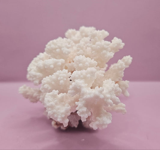 Vintage Brownstem Coral - Natural Decorative Specimen (8.5"x7"x5.5")