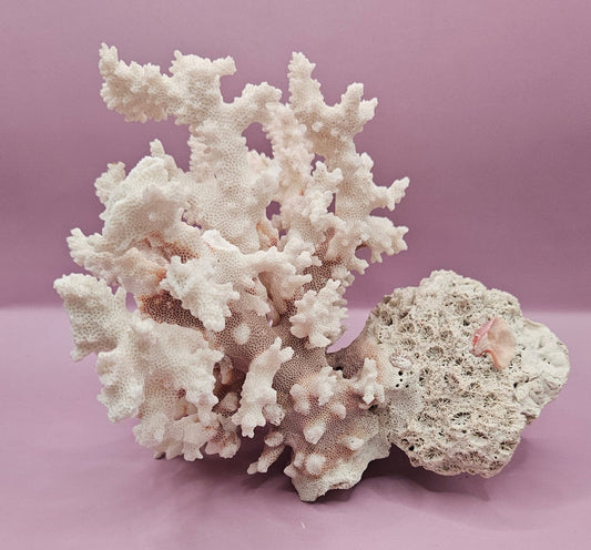 Vintage Brownstem Coral | Unique Ocean Décor | 7.5"x7"