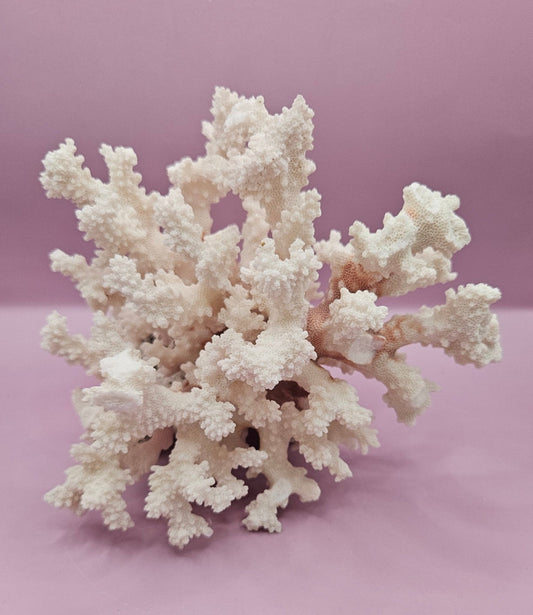 Vintage Brownstem Coral | Unique Ocean Décor | 7.5"x7"