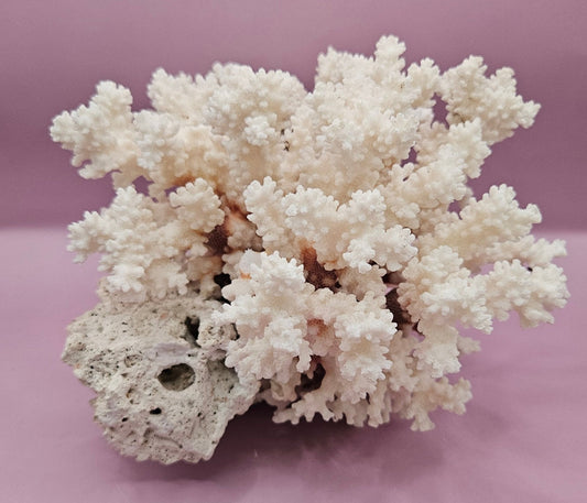 Vintage Brownstem Coral Cluster | Unique Ocean Décor | 7"x8"