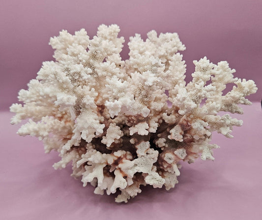 Vintage Brownstem Coral Cluster | Unique Ocean Décor | 7"x8"