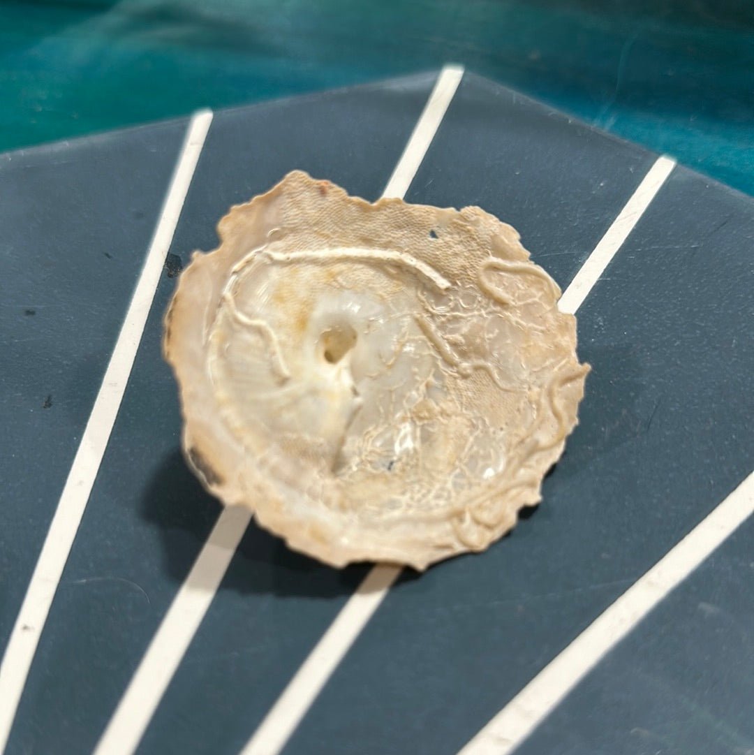 Vintage Xenophora Carrier Shell with Collector Case & Info Sheet – 2.5” Display Shell