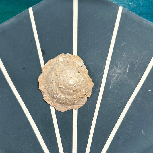 Vintage Xenophora Carrier Shell with Collector Case & Info Sheet – 2.5” Display Shell