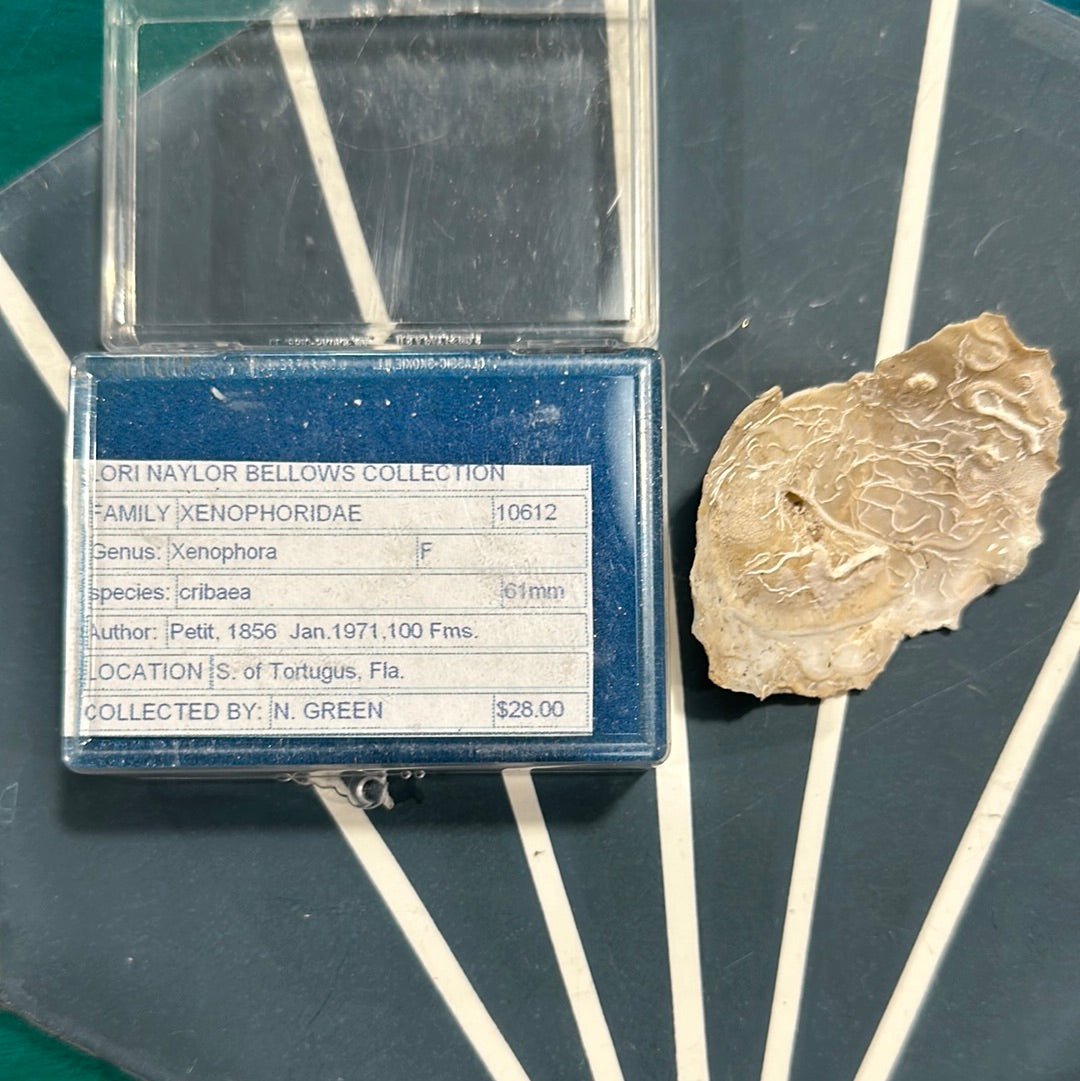 Vintage Xenophora Carrier Shell with Collector Case & Info Sheet – 2.5” Display Shell