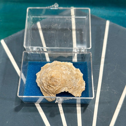 Vintage Xenophora Carrier Shell with Collector Case & Info Sheet – 2.5” Display Shell