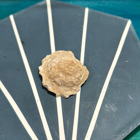 Vintage Xenophora Carrier Shell with Collector Case & Info Sheet – 2.5” Display Shell