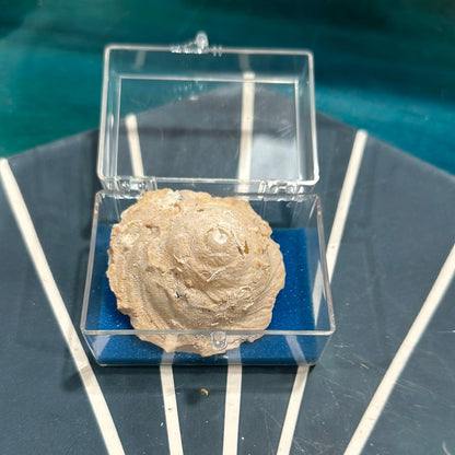 Vintage Xenophora Carrier Shell with Collector Case & Info Sheet – 2.5” Display Shell