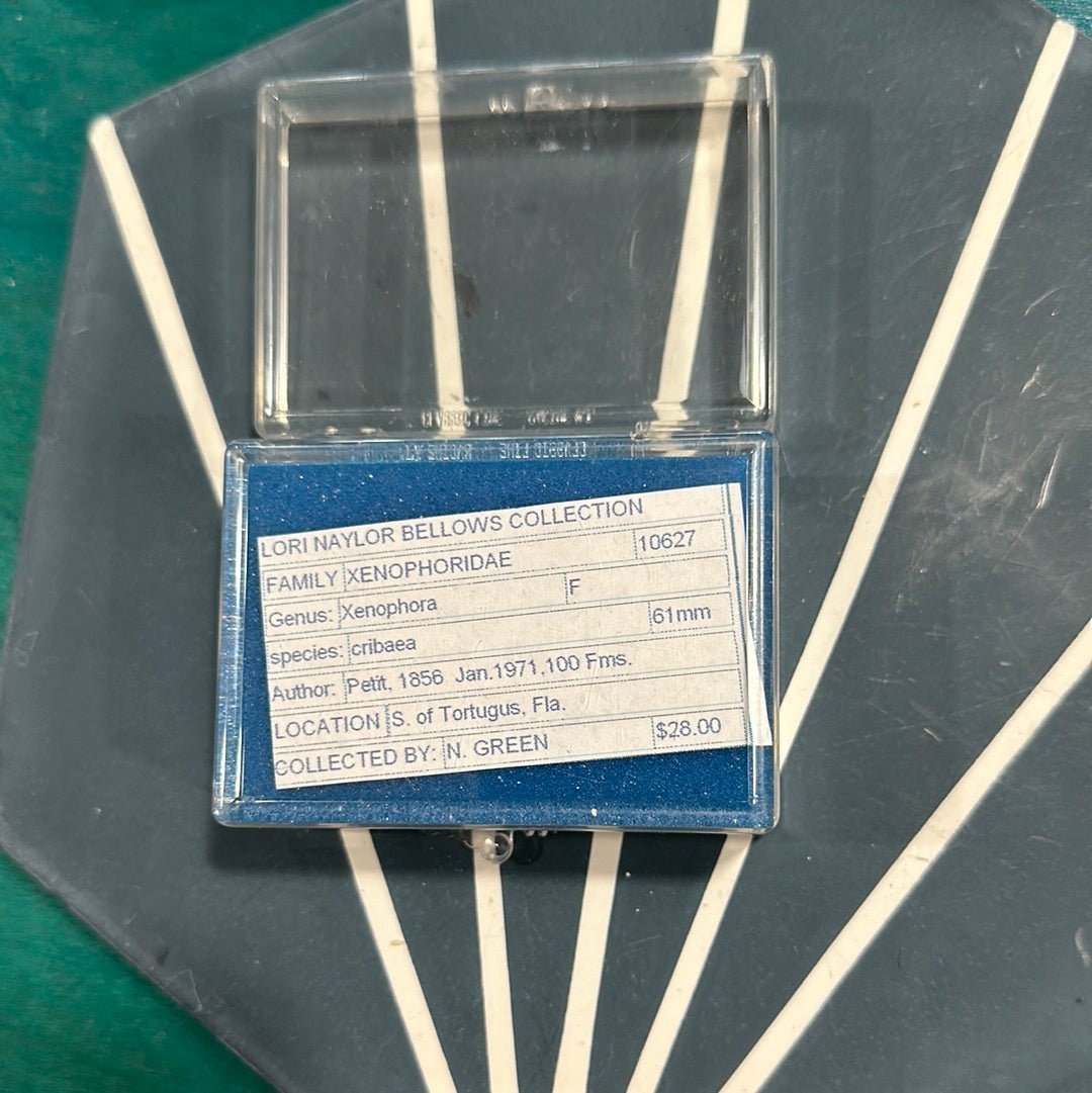Vintage Xenophora Carrier Shell with Collector Case & Info Sheet – 2.5” Display Shell