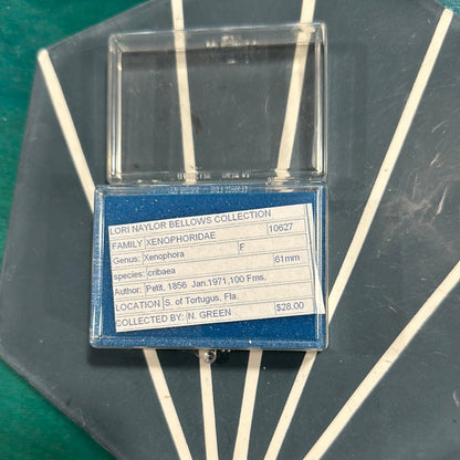 Vintage Xenophora Carrier Shell with Collector Case & Info Sheet – 2.5” Display Shell