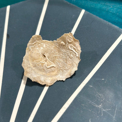 Vintage Xenophora Carrier Shell with Collector Case & Info Sheet – 2.5” Display Shell