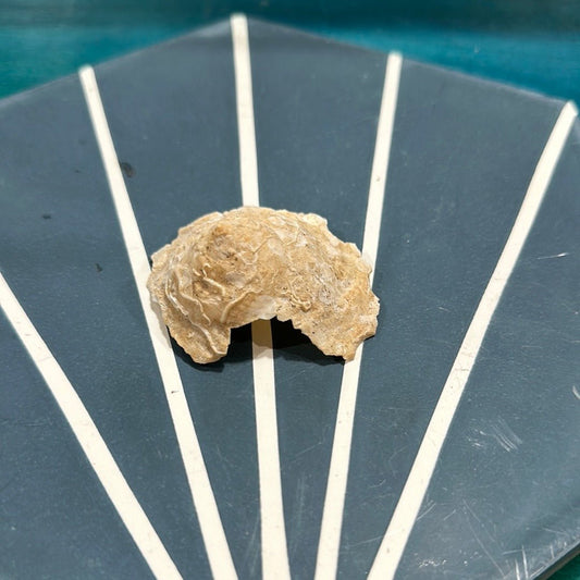 Vintage Xenophora Carrier Shell with Collector Case & Info Sheet – 2.5” Display Shell