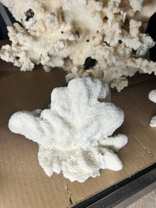 Vintage White Catspaw Coral Specimen – 8" Natural Ocean Display Decor
