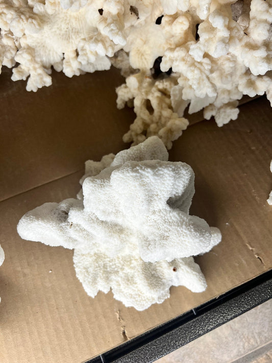 Vintage White Catspaw Coral Specimen – 8" Natural Ocean Display Decor