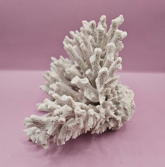 Vintage Elkhorn Coral Specimen - Natural Coastal Decor (7x6.5x5)