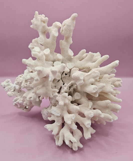 Vintage White Coral Specimen - Natural Coastal Decor (8"x6.75"x6")