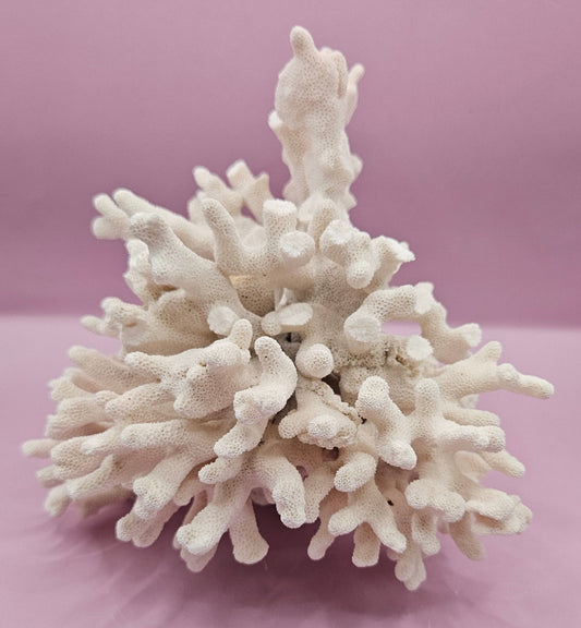 Vintage White Coral Specimen - Natural Coastal Decor (8"x6.75"x6")