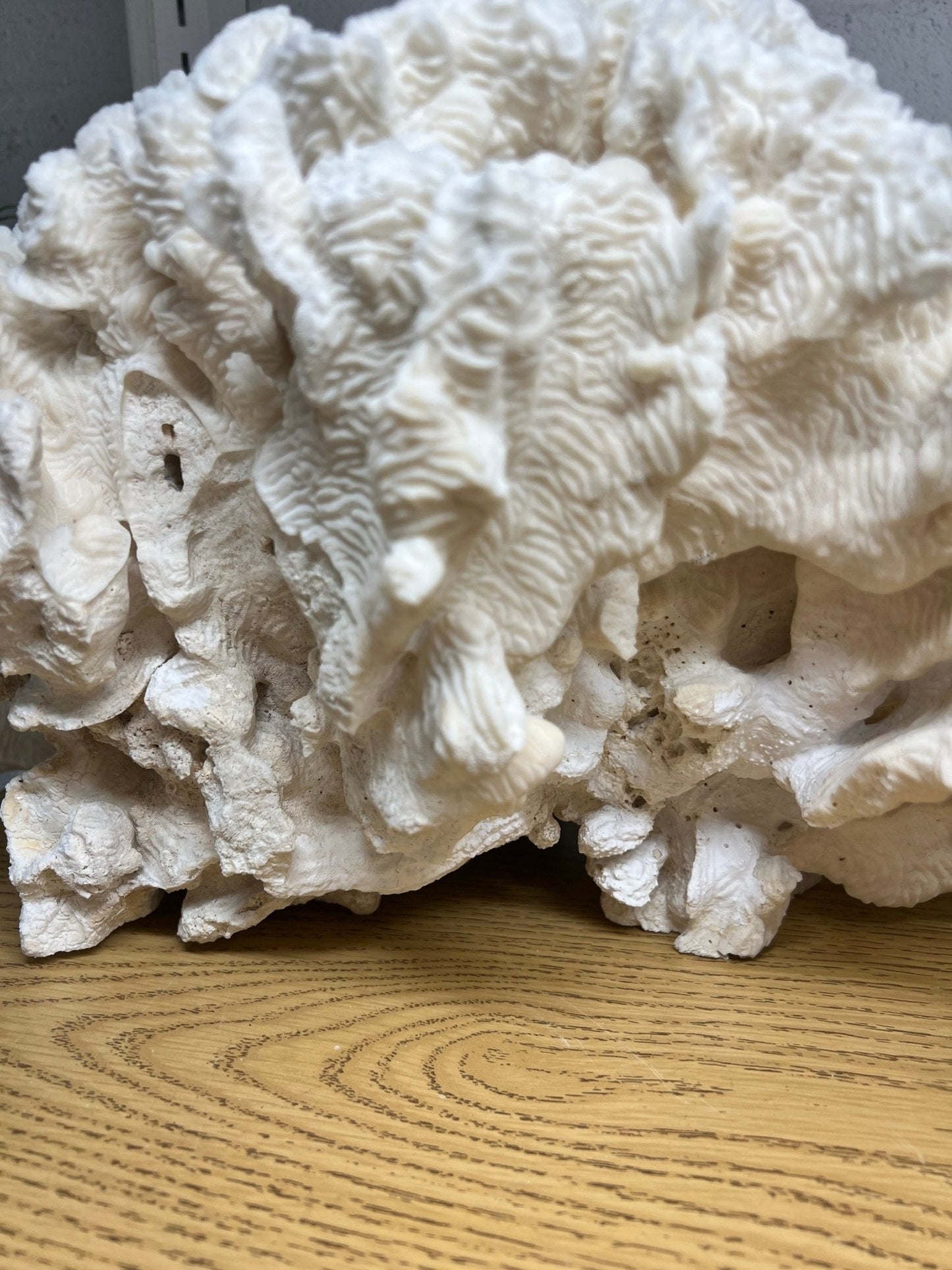 Vintage Giant Rugosa- 17"