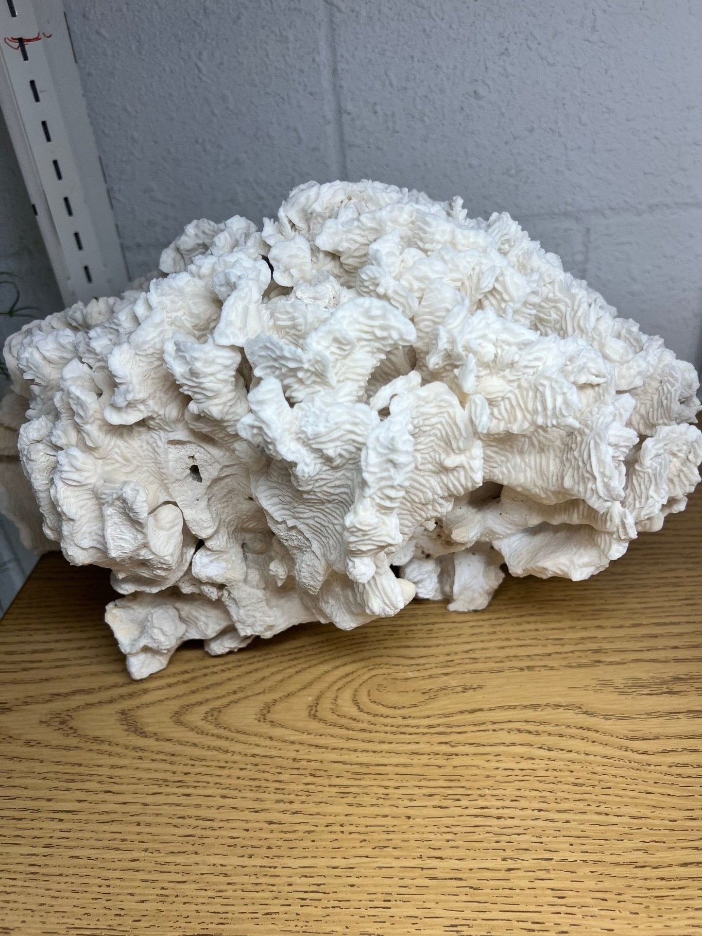 Vintage Giant Rugosa- 17"
