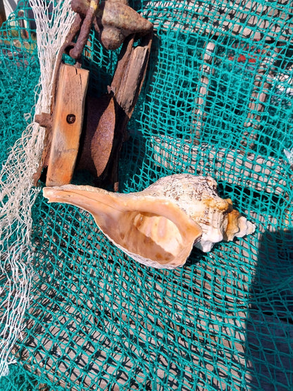 Vintage Horse Conch with Periostracum- 13"