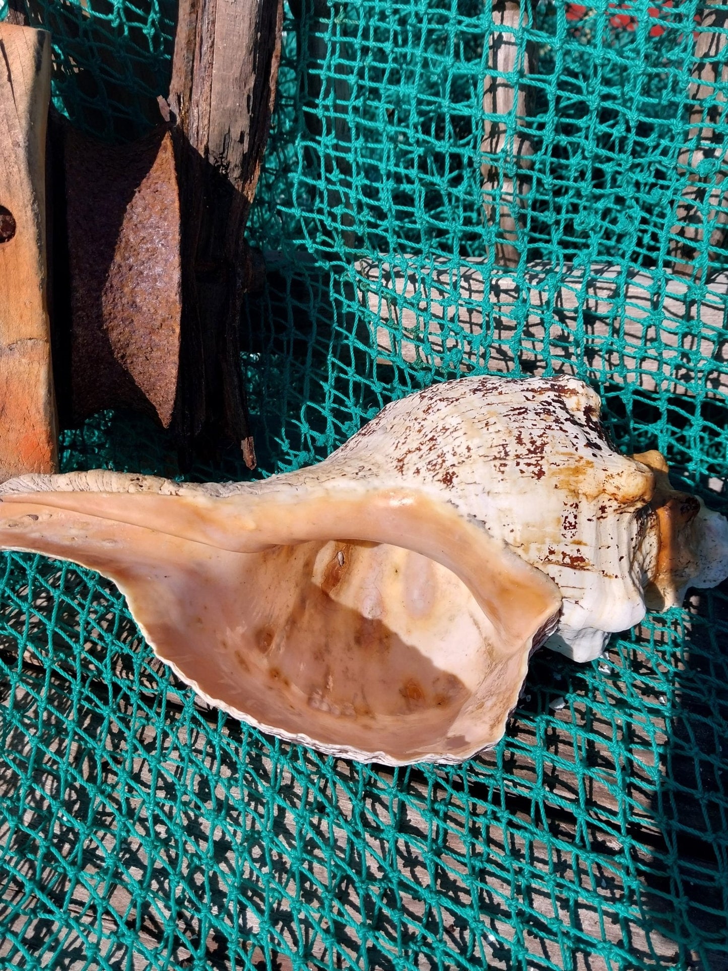 Vintage Horse Conch with Periostracum- 13"