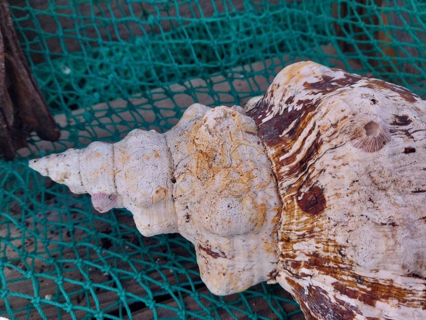 Vintage Horse Conch Shell with Periostracum – Triplofusus giganteus 13" Display Accent